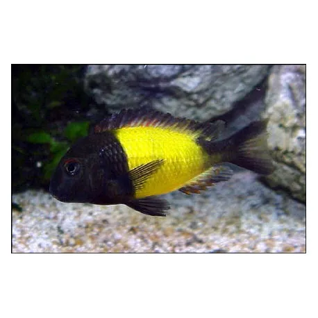 Tropheus Moorii Ikola 3-4 cm