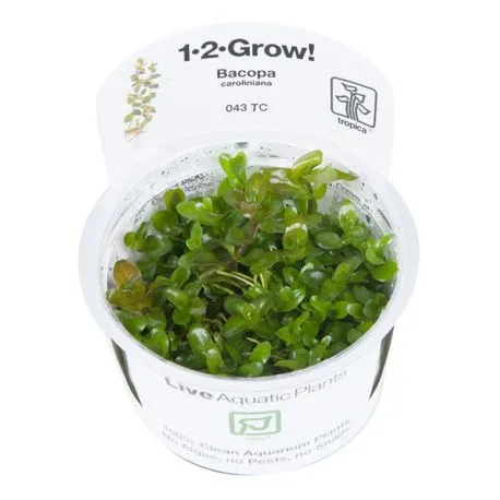 Tropica 1-2-Grow! Bacopa caroliniana