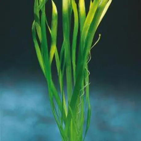 Vallisneria gigantea, taille XL