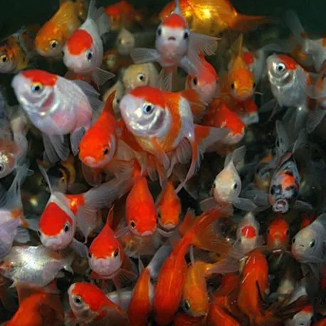 Voiles de Chine assortis 4-5 cm