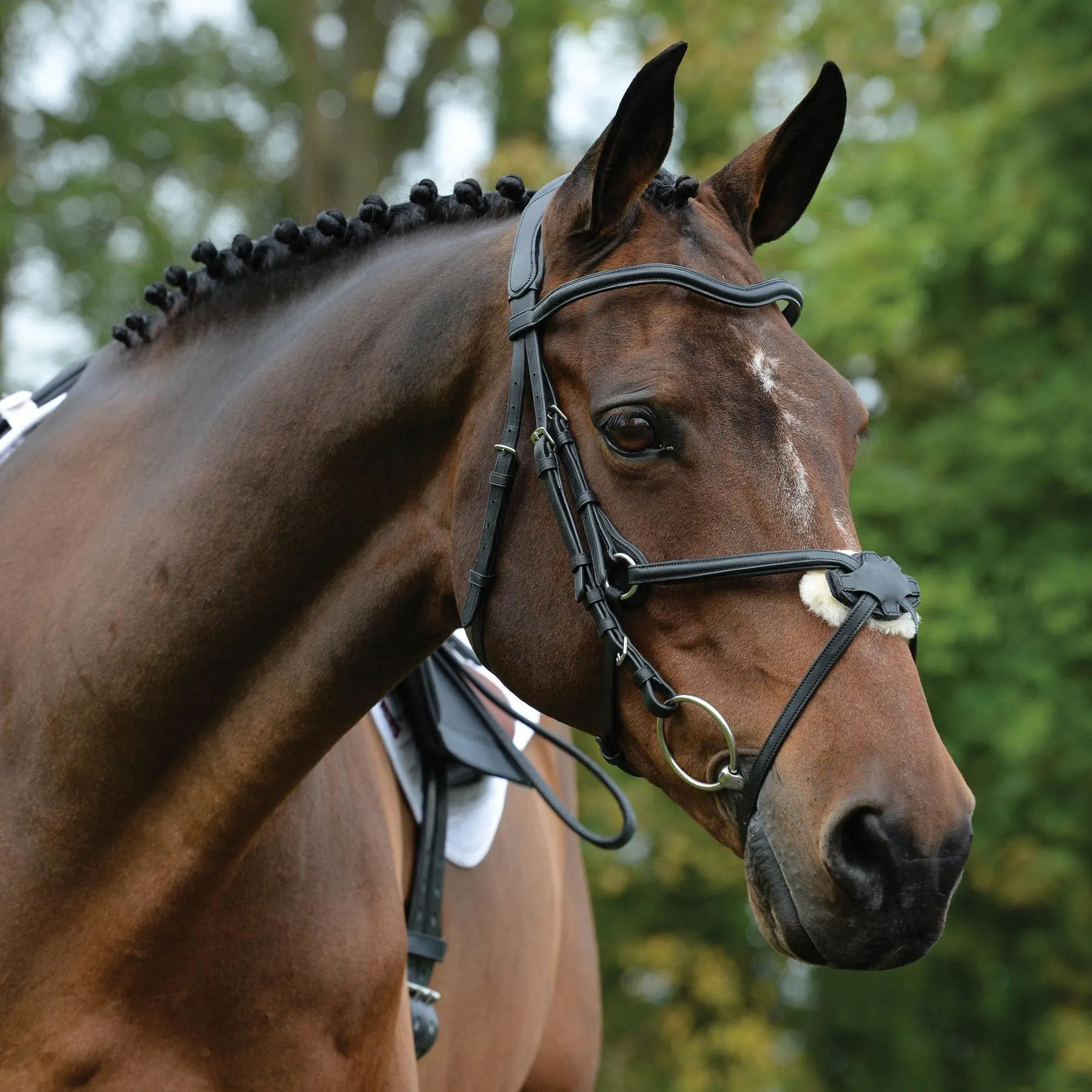 Bridons équitation de quiscale Collegiate Comfitec