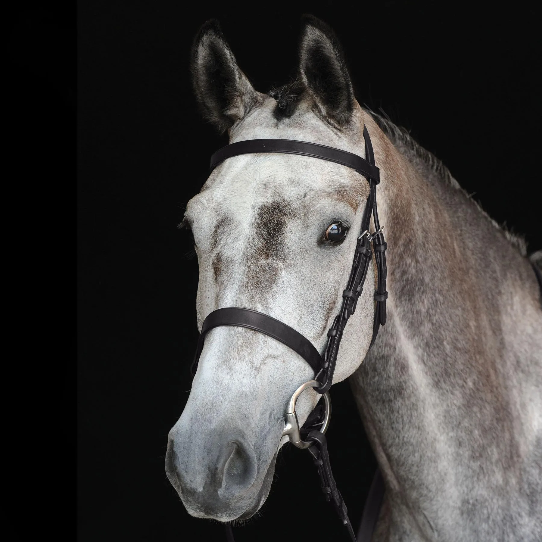 Bridons équitation de chasse cavesson Collegiate IV